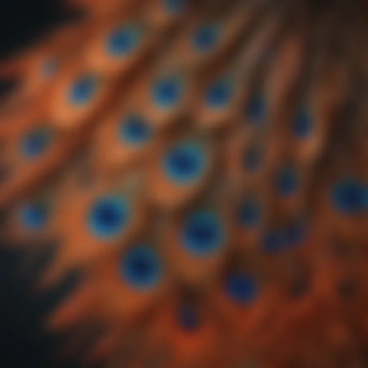 A close-up of a vibrant feather pattern showcasing bird species.