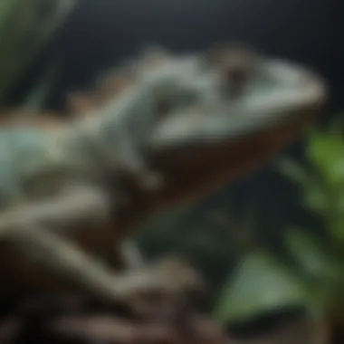 Iguana basking under UV light in a well-maintained aquarium environment