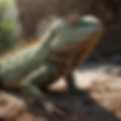 A basking iguana under optimal lighting conditions