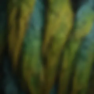 Detailed View of Parakeet Feathers Close-up of parakeet showcasing its feathers