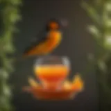 Colorful oriole perched on a jelly feeder