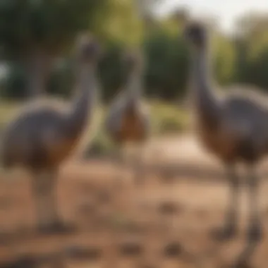 Emus in a Social Setting A group of emus roaming freely, highlighting their unique plumage and social behavior.