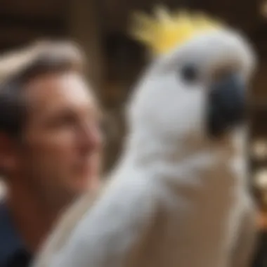 An elegant cockatoo engaging with its owner, demonstrating social interaction.