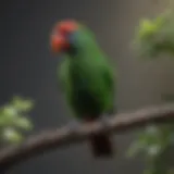 Male Eclectus parrot perched on a branch