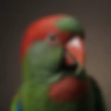 Close-up of the vibrant plumage of a male Eclectus parrot