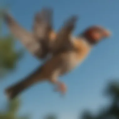 An elegant finch in mid-flight, captured against a bright blue sky, emphasizing motion and grace.