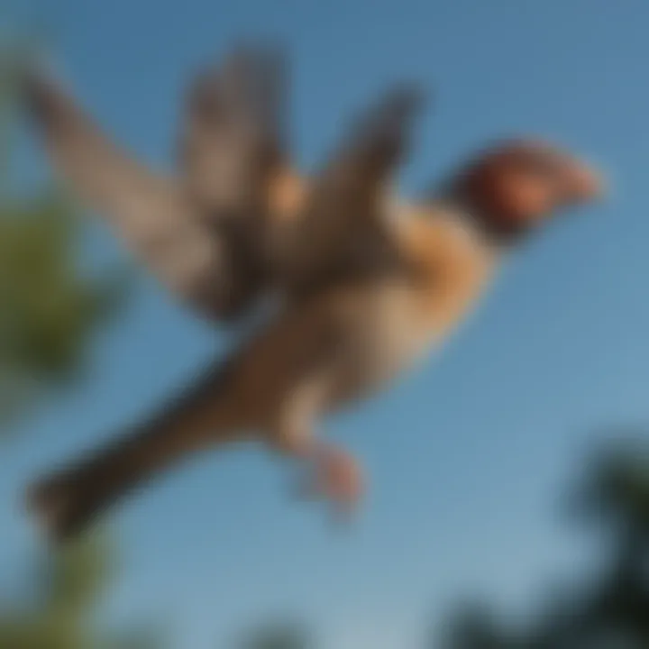 An elegant finch in mid-flight, captured against a bright blue sky, emphasizing motion and grace.