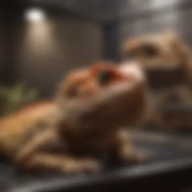 A bearded dragon comfortably resting in its travel cage