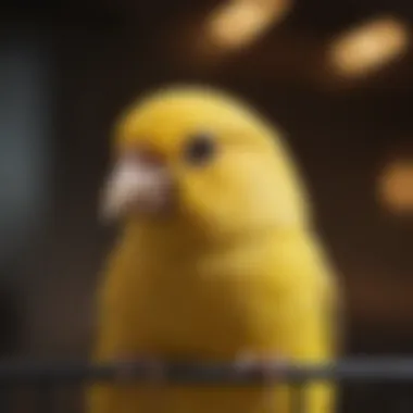 Close-up of a canary in a cozy cage