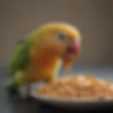 A colorful parakeet enjoying a small portion of peanut butter on a plate.