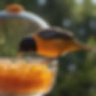 Close-up of jelly secured in feeder