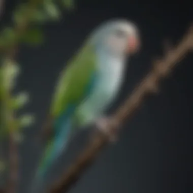 A serene parakeet perched on a branch, showcasing its calm demeanor.