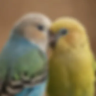 A close-up of a budgerigar snuggling closely, highlighting affection.