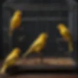 Spacious canary cage with various perches