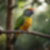 Colorful Senegal parrot perched on a branch