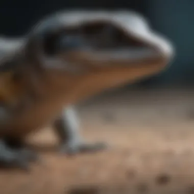 Substrate Comparison for Blue Tongue Skinks Comparison of various substrate types and their benefits
