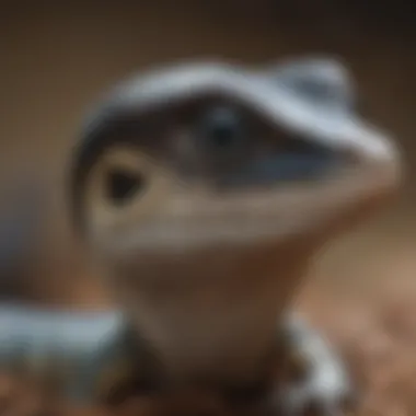 Synthetic Substrates for Blue Tongue Skinks Synthetic substrates showcasing durability and maintenance