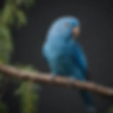 A vibrant blue parakeet perched on a branch