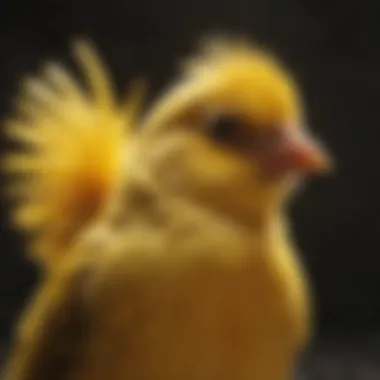 A close-up of a canary fluffing its feathers post-bath.