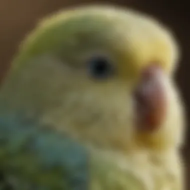 A close-up of a budgerigar mimicking sounds