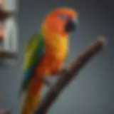 Colorful array of perches made from various materials for conures