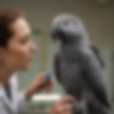 A veterinarian examining an African Grey parrot during a health check-up