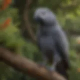 A beautifully captured African Grey parrot perched on a tree branch, showcasing its vibrant feathers and intelligent gaze.