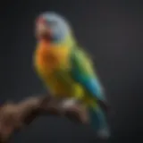 A colorful parakeet perched on a hand