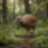 A kiwi bird foraging in the lush undergrowth of New Zealand's forest.