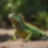 A vibrant green iguana basking under natural sunlight