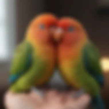 A peaceful lovebird snuggled in its owner's hand