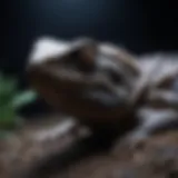 A close-up of a reptile basking under black light