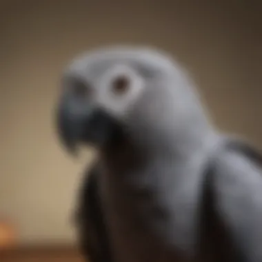 An African grey parrot showcasing its intelligence