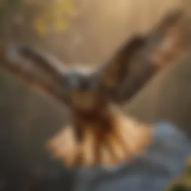 A detailed view of a hawk in flight, capturing its powerful wings