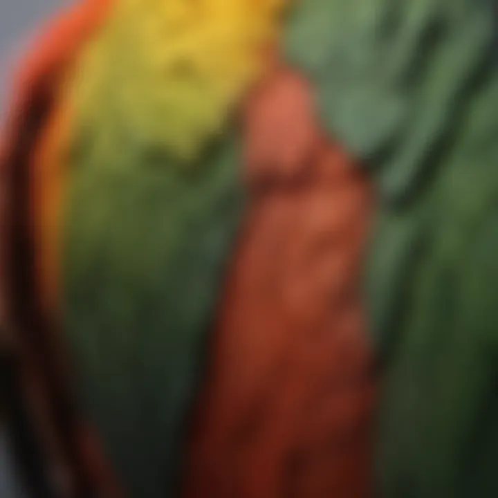 Close-up of a parrot's back showcasing its feather structure