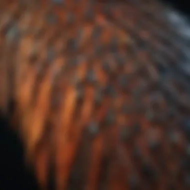 A close-up view of a bird's wing displaying intricate feather patterns.