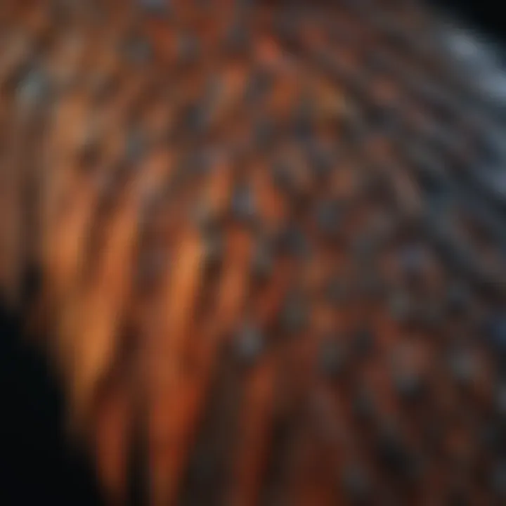 A close-up view of a bird's wing displaying intricate feather patterns.