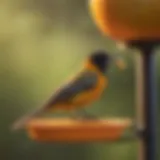 A Baltimore Oriole perched on a vibrant orange feeder filled with sugar water.