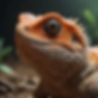 A vibrant assortment of insects commonly fed to bearded dragons