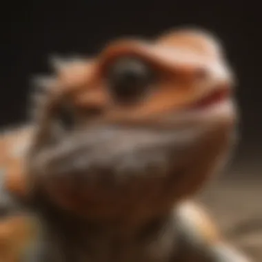 Bearded dragon showing abnormal coloration and shedding