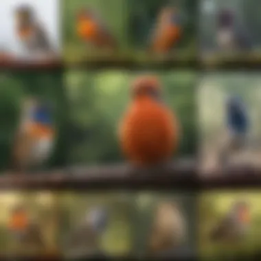 Diversity of Bird Calls An infographic depicting the various bird species and their unique calls