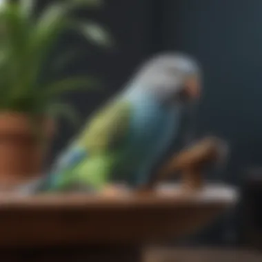 Bird Bath Maintenance Tools Maintenance tools and tips for keeping budgie baths clean and safe