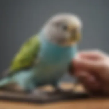 A veterinarian examining a budgerigar, demonstrating health check procedures.