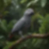 A vibrant African Grey bird perched on a branch surrounded by lush greenery