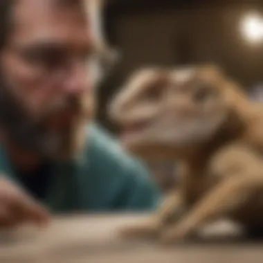 Veterinarian examining a bearded dragon