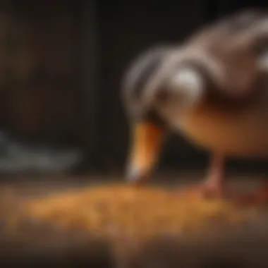 A close-up of a duck being fed nutritious pellets