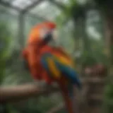 A spacious outdoor macaw aviary with lush greenery