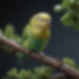 Colorful budgie perched on a branch