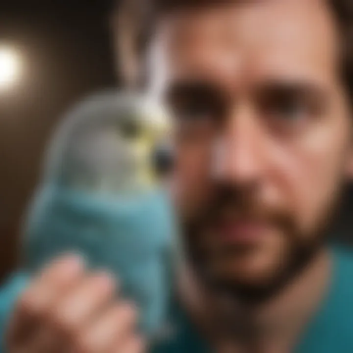 Veterinarian examining a budgie