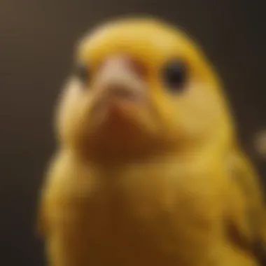 A canary perched and bobbing its head rhythmically